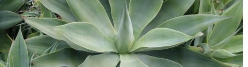 agave