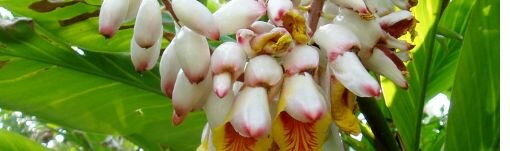 alpinia_zerumbet