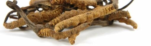 cordyceps