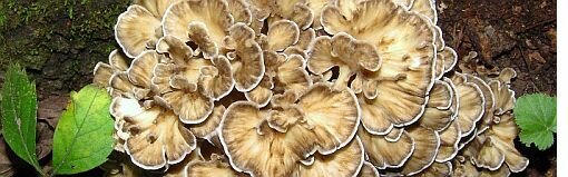 maitake