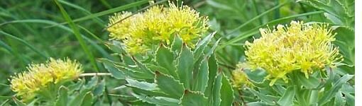 rhodiola