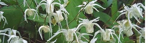 Epimedium_sagittatum