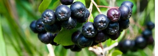 aronia