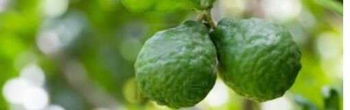 bergamot