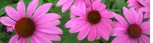 echinacea