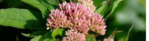 eupatorium