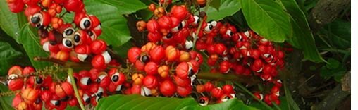 guarana