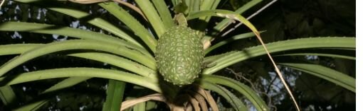 pandanus_candelabrum